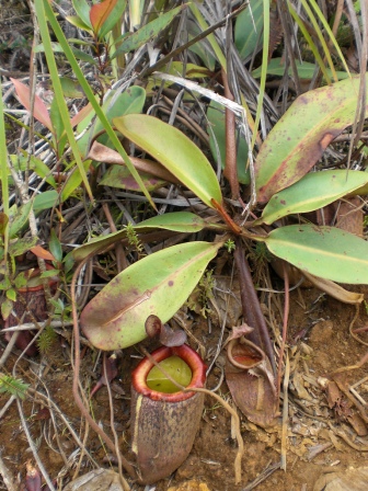 Nepenthes_peltata
