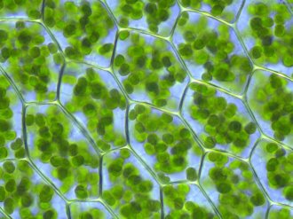 Plagiomnium_affine_laminazellen-2